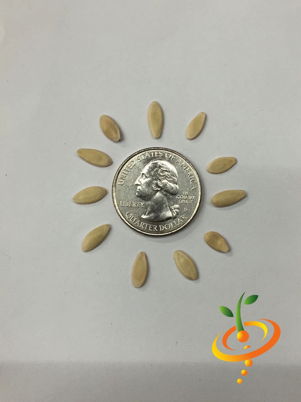 Space Master cucumber seeds arranged around a US quarter for size comparison