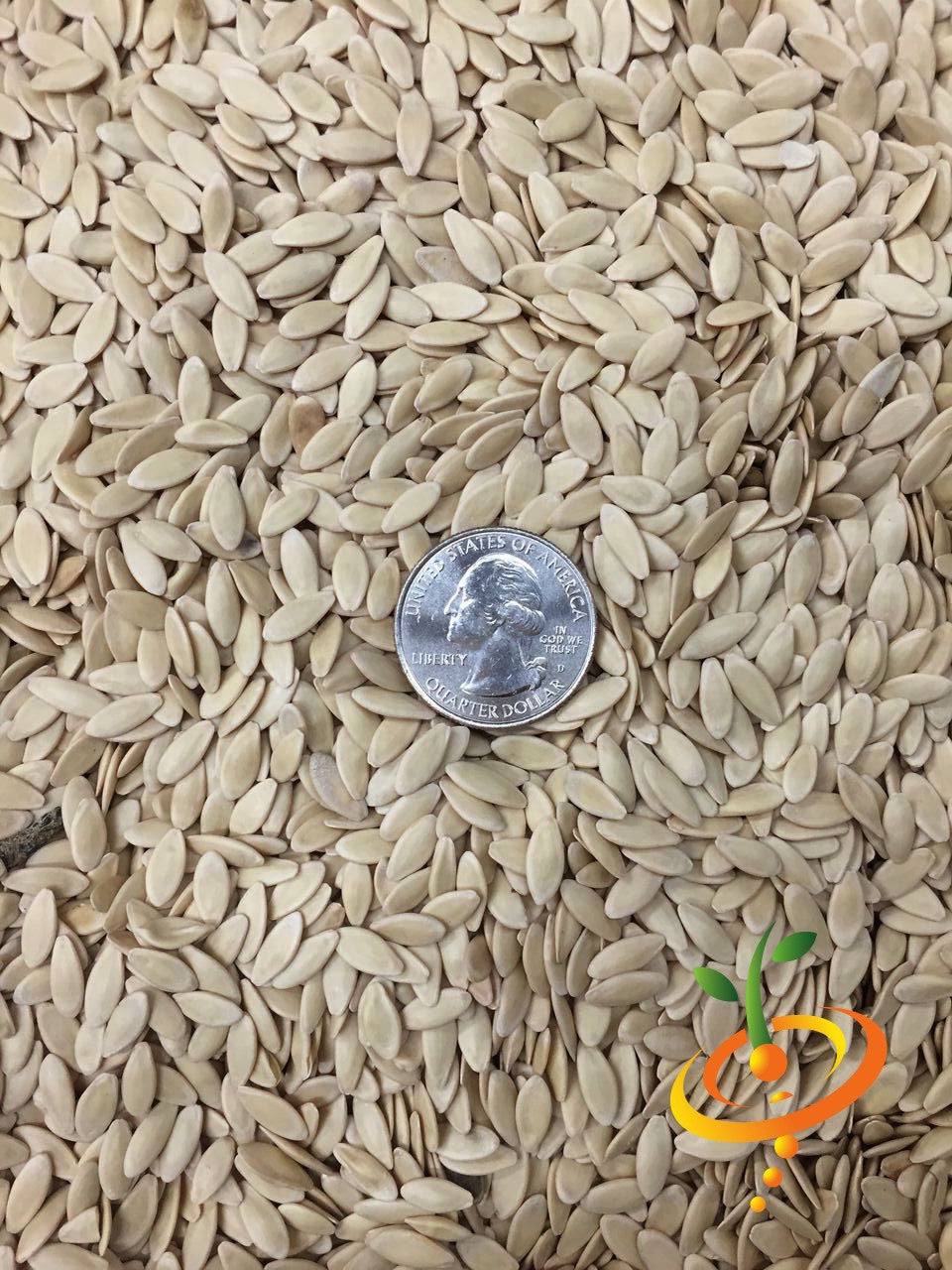 Close-up of Space Master cucumber seeds with a US quarter for size comparison