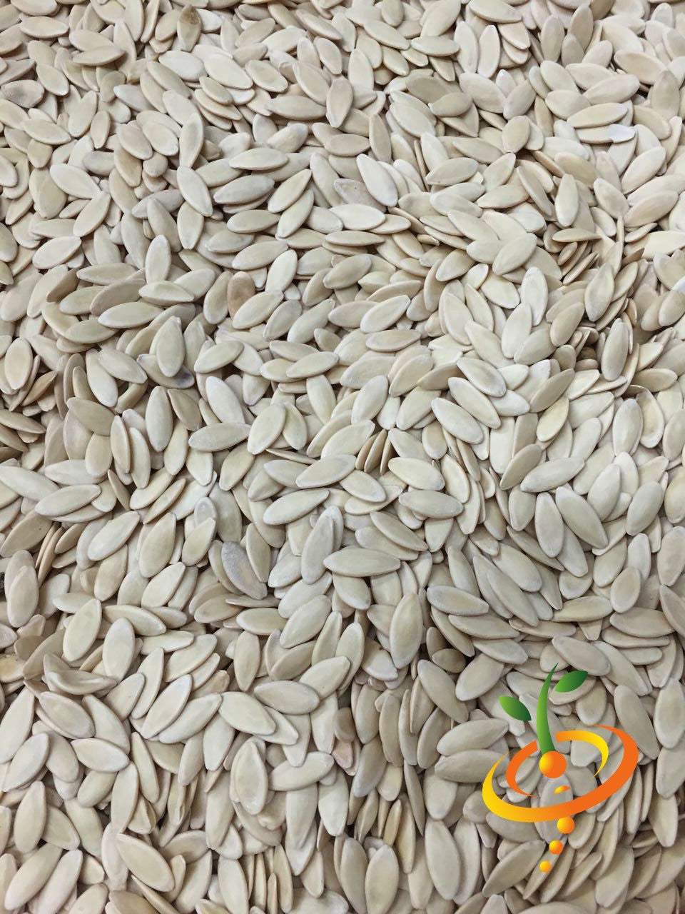 Close-up of Space Master cucumber seeds for compact, high-yield gardening