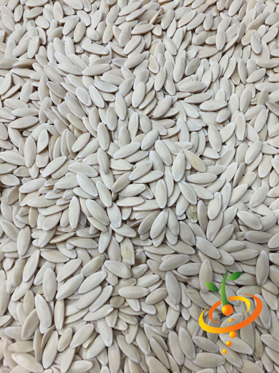 Tendergreen Burpless cucumber seeds close-up photo