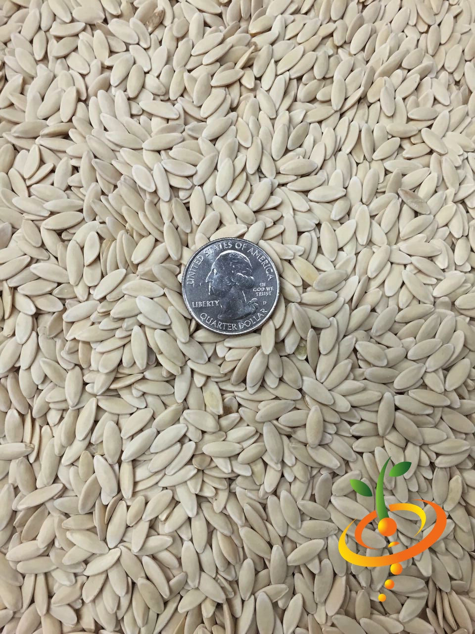 Tendergreen Burpless cucumber seeds with a US quarter for size comparison