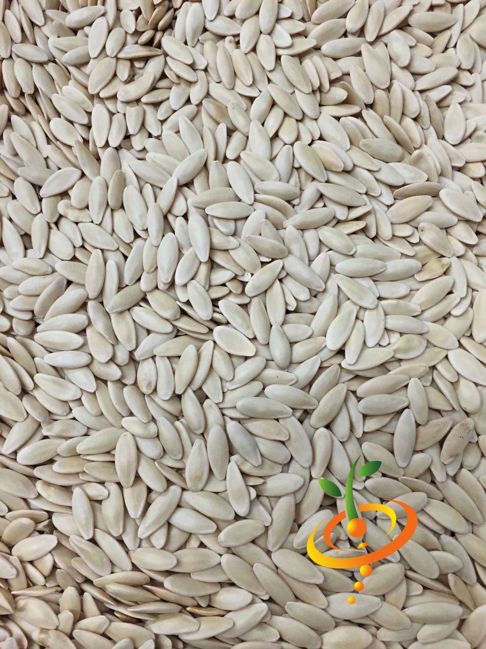 Close-up of white Chinese Snake cucumber seeds for planting