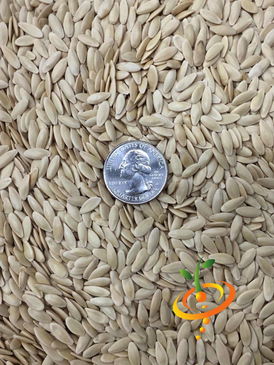 Chinese Snake cucumber seeds with US quarter for size comparison