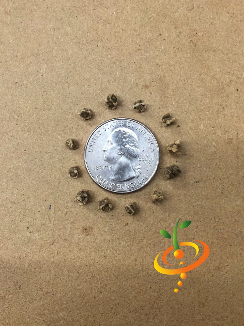Cylindra beet seeds from SeedsNow, showing a close-up of cylindrical beet seed packets on a white background.
