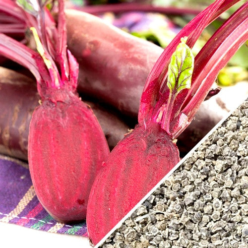 Cylindra beet seeds from SeedsNow, small dark seeds arranged in a cluster, ready for planting in vegetable gardens.