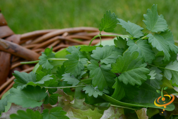 Chervil seeds from SeedsNow, small round herb seeds for growing French parsley in garden or containers.