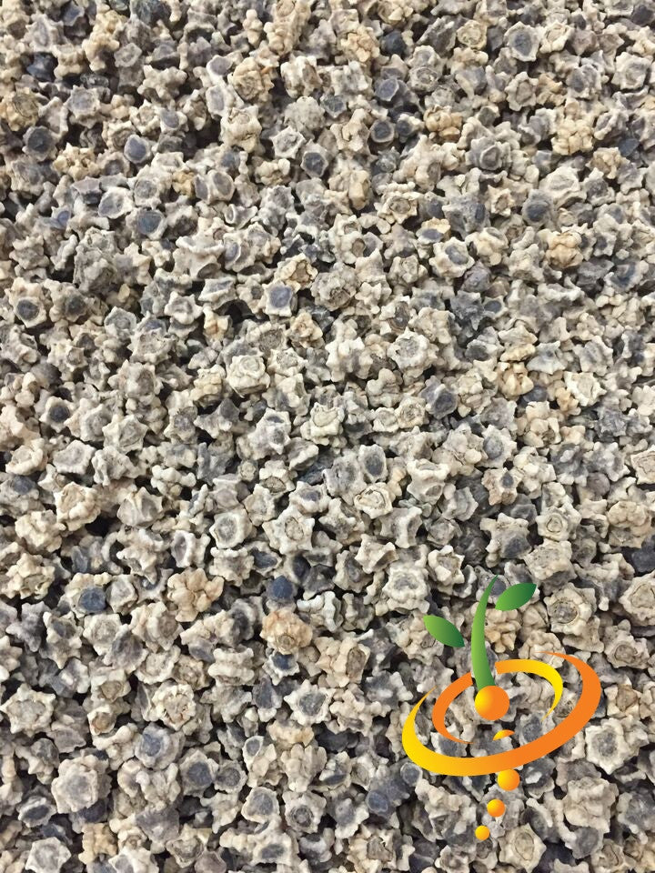 Close-up of Beet Detroit seeds for garden planting.