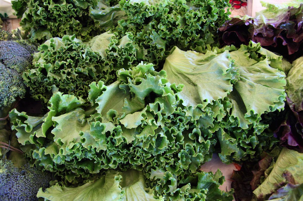 Siberian Dwarf Kale plant grown from SeedsNow kale seeds, showing compact leafy green foliage in a garden setting.