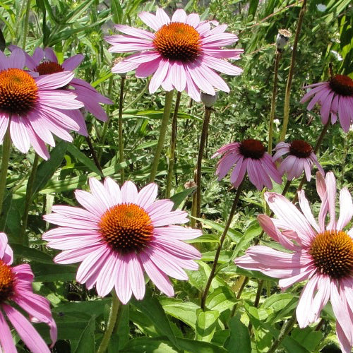 Purple Echinacea Coneflower seeds from SeedsNow, showing vibrant purple petals and spiky central cone on a blooming flower.