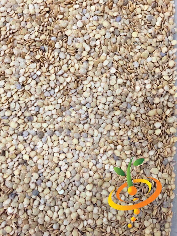 Close-up of Eggplant Florida Market seeds scattered densely with a small green sprout logo in the corner