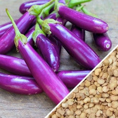 Long purple Eggplant (Aubergine) fruits and seeds for Long Ping Tung variety