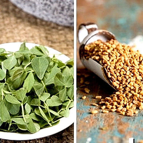 Close-up of fresh fenugreek seeds from SeedsNow, showing small, golden-brown seeds in a natural pile.