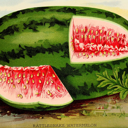 Georgia Rattlesnake watermelon seeds from SeedsNow, showing vibrant green seeds and fresh watermelon slices.