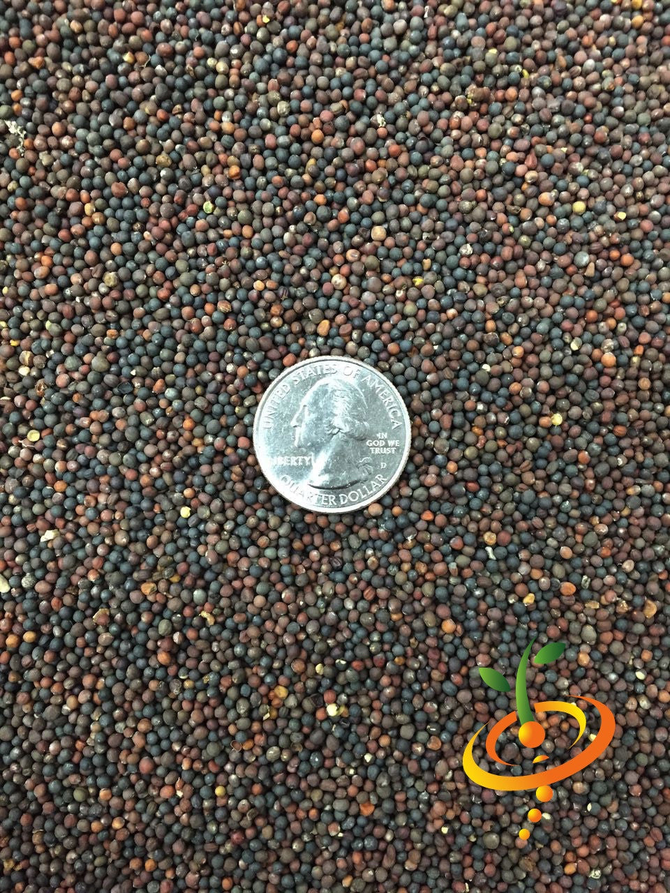Fresh Georgia Southern collard greens seeds from SeedsNow, showing vibrant green leaves and seed packet.