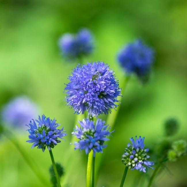 Bright Globe Gilia flowers from SeedsNow-Flowers, showing vibrant pink and purple blooms with delicate petals.