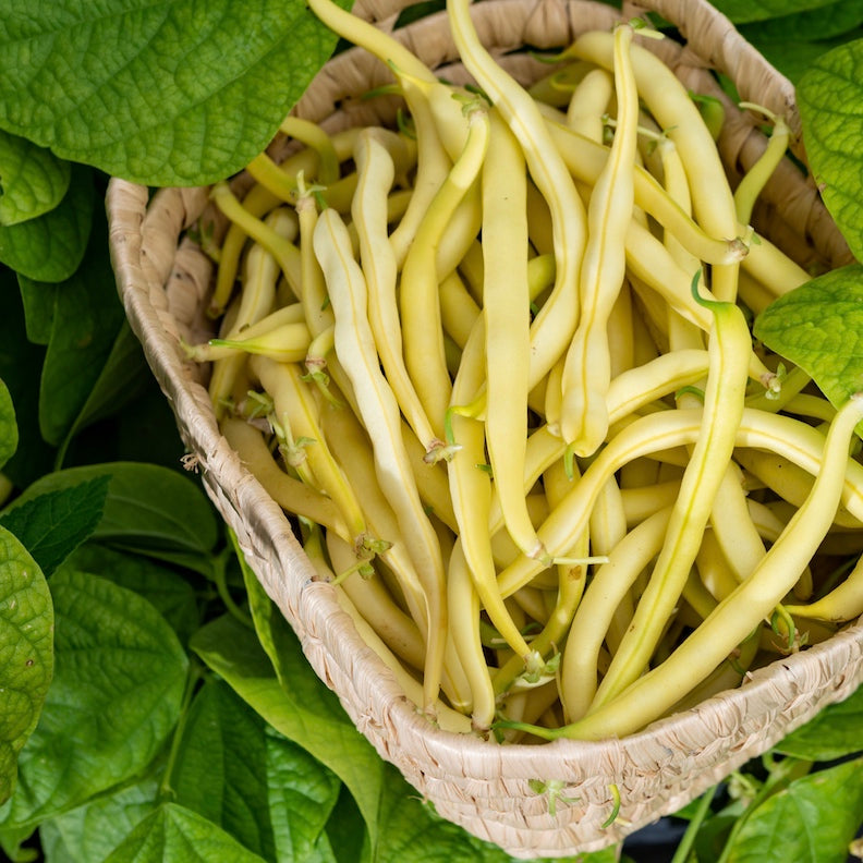 Buy Golden Wax Bush Bean seeds in the USA! Stringless, long, buttery, yellow pods. Perfect for spring to fall planting. Shop seeds to plant in your organic garden!