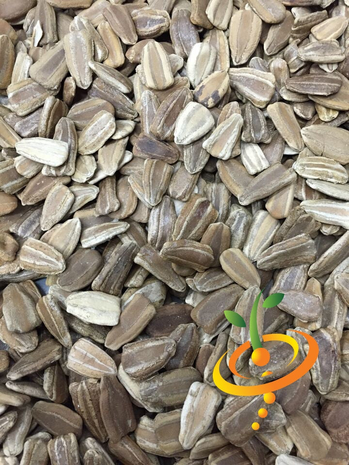 Caveman's Club gourd seeds from SeedsNow, showing small gourd seeds on a white background for planting and gardening.