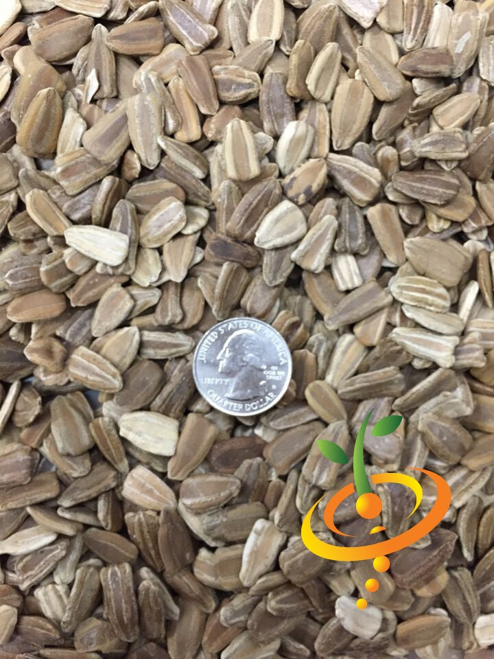 Gourd Caveman's Club seeds from SeedsNow, showing small green gourd seeds on a white background for planting.