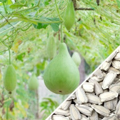 Large gourd bottle-shaped birdhouse seeds from SeedsNow, showcasing the seeds used to grow decorative gourds for birdhouses.