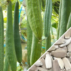 Long Snake gourd seeds from SeedsNow, showing vibrant seed packets for planting this elongated, nutritious gourd variety.