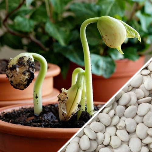 Lima bush bean plant with green pods, cultivated by SeedsNow, showing healthy foliage and mature lima beans on the plant.