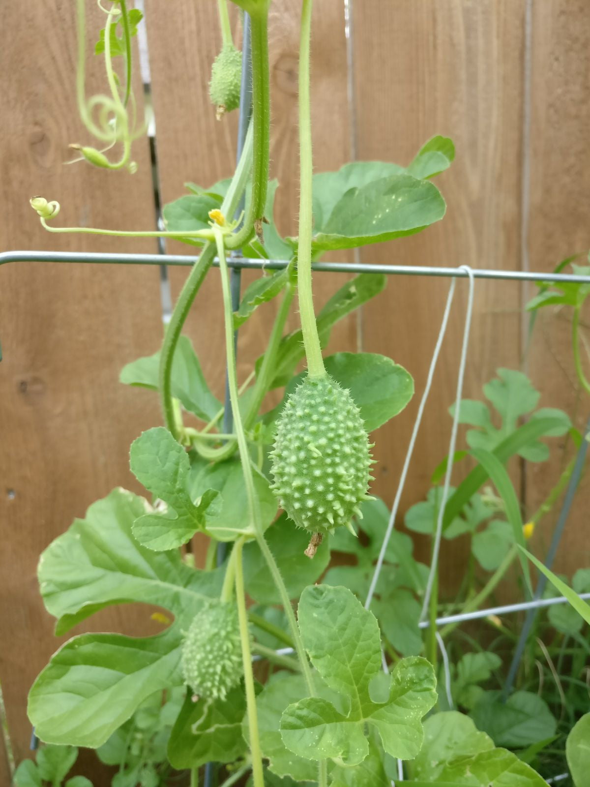 Cucamelon or West Indian Burr Gherkin cucumber plant seedlings from SeedsNow, showing young seedling leaves and stems.