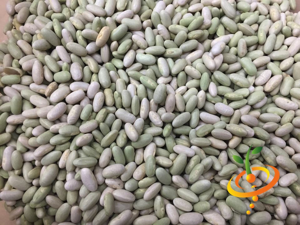 Green Jade bush bean seeds from SeedsNow, showing fresh seed packets for planting and gardening.