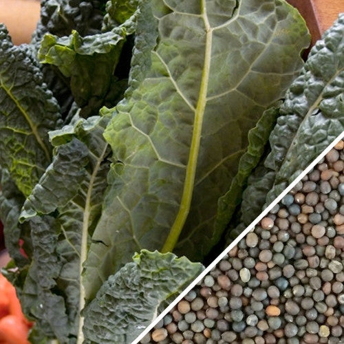 Lacinato kale seeds from SeedsNow, also known as Dinosaur kale, showing green seed packets with leafy kale illustrations.