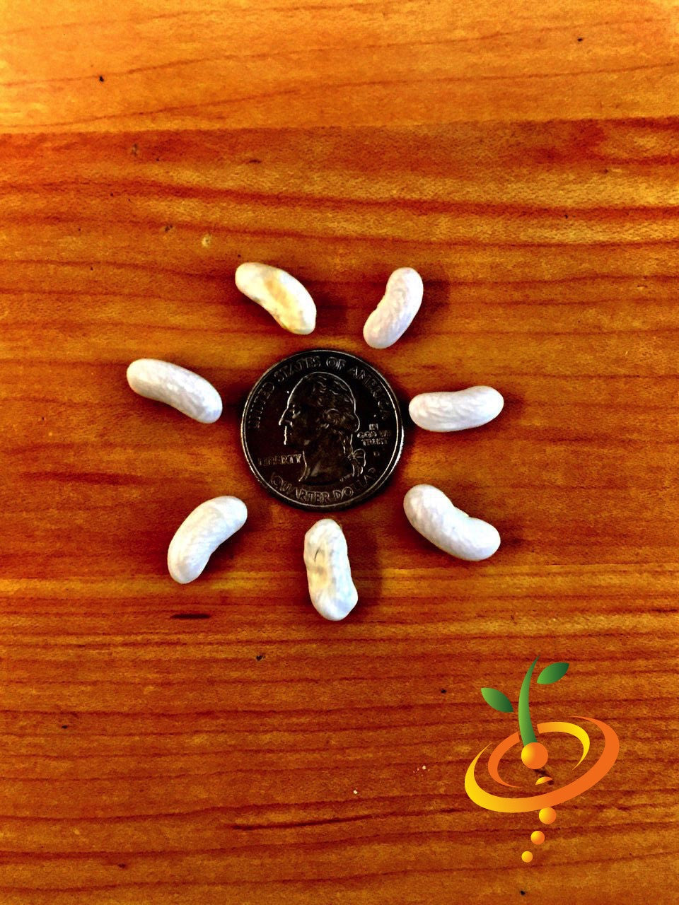 Kentucky Wonder white pole bean seeds from SeedsNow, small white seeds for planting pole or runner beans.