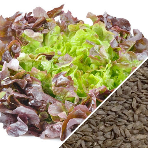 Burgundy Boston lettuce seeds by SeedsNow, showing vibrant red and green leafy lettuce seeds for home gardening.