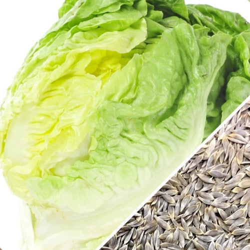 Crisphead lettuce seeds from SeedsNow, ready for planting, showcasing healthy seed packets with green lettuce illustrations.