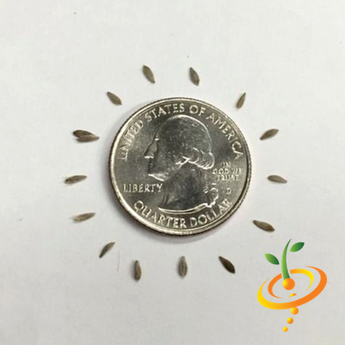 Lollo Bionda lettuce seeds from SeedsNow, showing small green seed pellets for growing fresh lettuce.