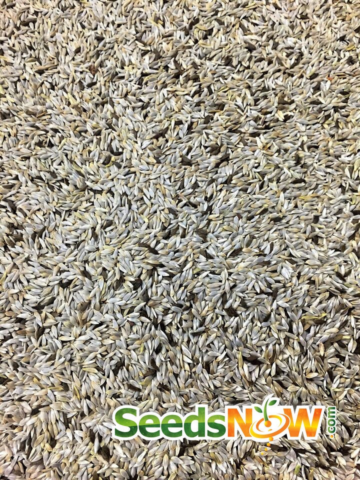 Lollo Rossa lettuce seeds from SeedsNow, close-up of vibrant red and green lettuce seed packets for gardening.