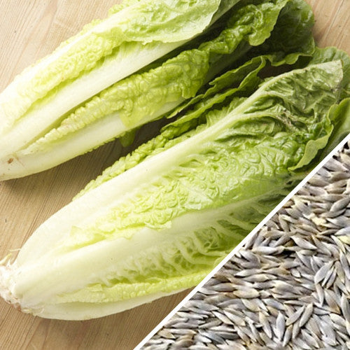 Fresh Romaine lettuce from SeedsNow, classic Paris Island Cos variety with vibrant green leaves and crisp texture.