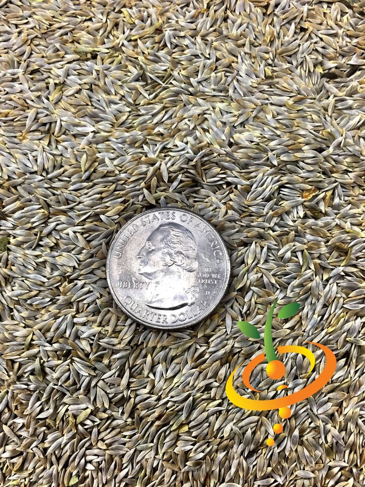 Close-up of dark green Romaine lettuce seeds with a quarter coin for size comparison