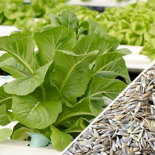 Dark green Romaine lettuce growing with close-up of lettuce seeds