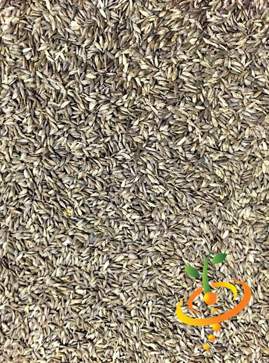 Close-up of Salad Bowl Green Lettuce seeds for easy growing and continuous harvest