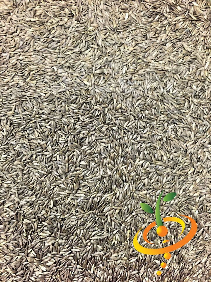 Fresh Tango lettuce seeds from SeedsNow, showing green lettuce seed packets ready for planting.