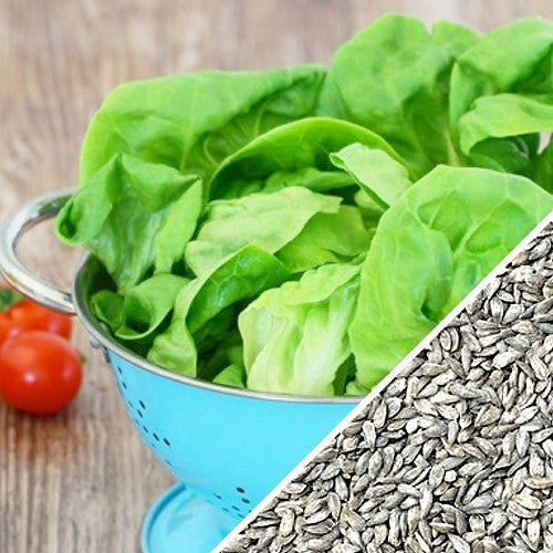 Fresh green Tom Thumb lettuce leaves in a blue colander with sunflower seeds close up on a wooden surface