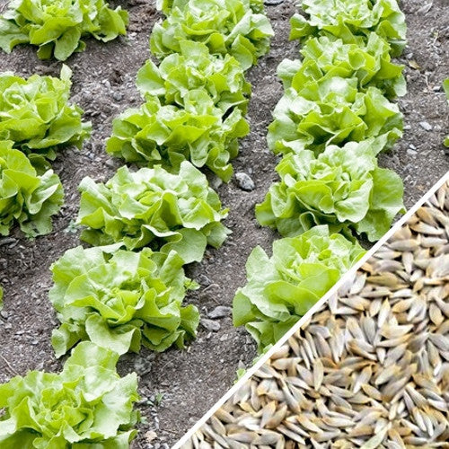 White Boston Butterhead lettuce seeds from SeedsNow, showing small green and white seed packets for home gardening.