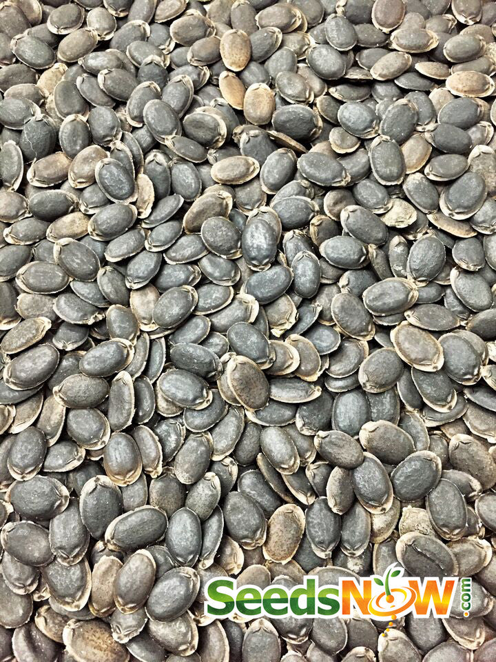 Luffa gourd seeds from SeedsNow, heirloom, non-hybrid, non-GMO seeds for growing natural luffa plants.