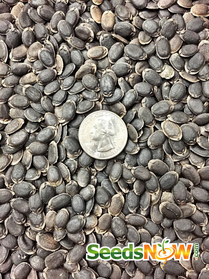 Luffa gourd seeds from SeedsNow, heirloom, non-hybrid, non-GMO, ideal for growing luffa sponges and gourds.