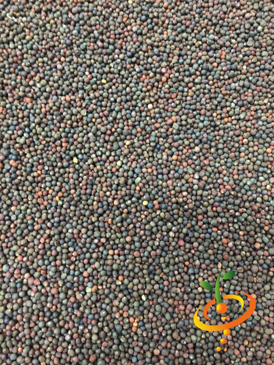 Close-up of Morris Heading collard seeds from SeedsNow, showing green seed pods and detailed seed surface.