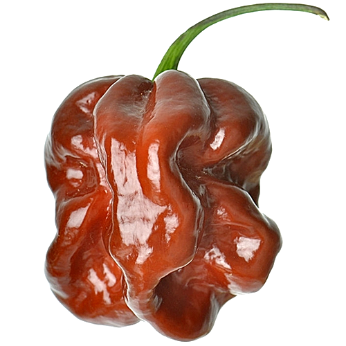 Chocolate Habanero Pepper with glossy reddish-brown wrinkled skin and green stem isolated on white background