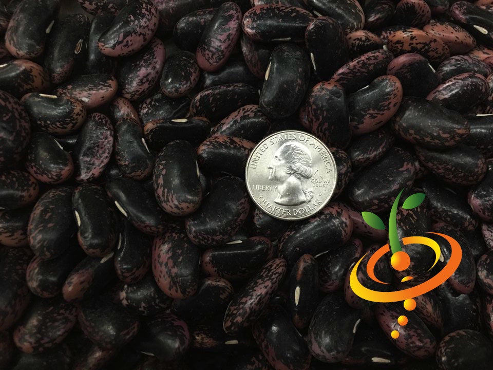 Green Prizewinner runner bean seeds on a white background, showcasing the SeedsNow brand packaging and fresh seed details.