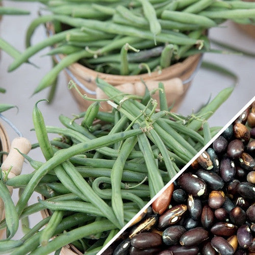 Bush bean seeds by SeedsNow, showing a close-up of packaged Provider bush bean seeds with vibrant seed images.