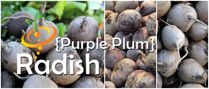Purple Plum radish seeds from SeedsNow, showing vibrant purple radish bulbs and green leafy tops on fresh seed packets.