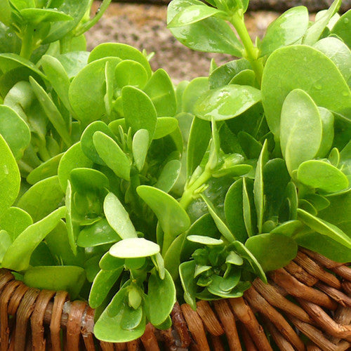 Shop Green Purslane seeds to buy online from the USA. Low growing Perennial herb, cook it like spinach! Open-pollinated, USA-quality, NON-GMO organic seeds & more! Buy Green Purslane seeds online in the USA! Cooked like spinach!