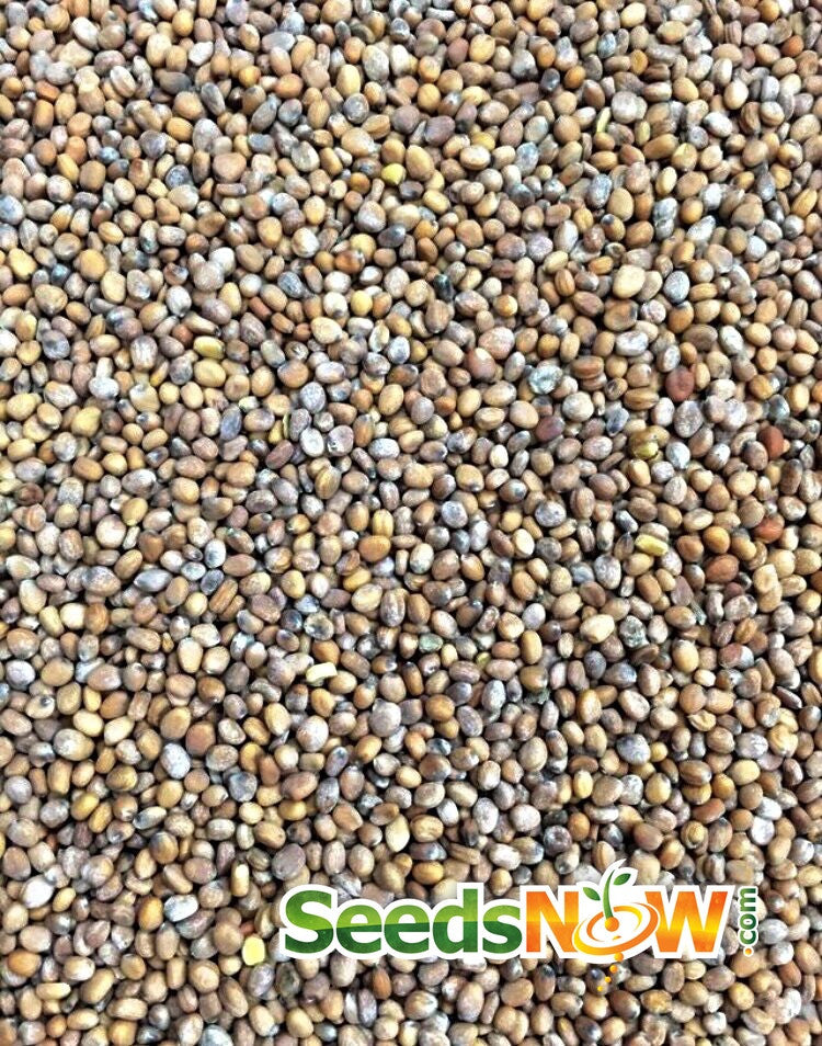 Close-up of Radish Champion seeds by SeedsNow, small round brown seeds for planting red cherry radishes