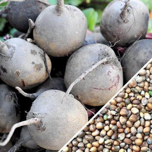 Purple Plum radish seeds from SeedsNow, small oval seeds for growing vibrant purple radishes in your garden.